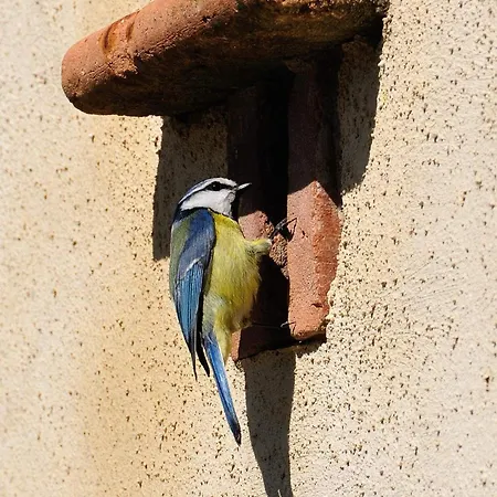 Absolut Oiseaux 3*