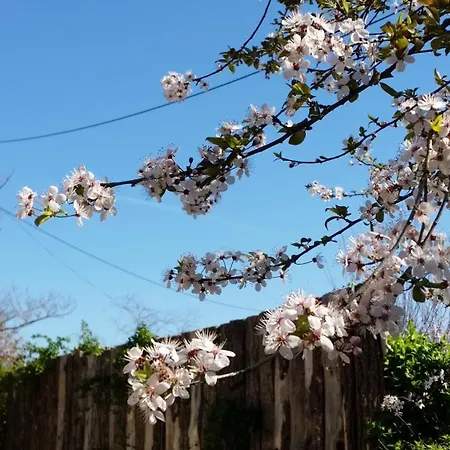 Bed and Breakfast Absolut Oiseaux Parisot (Tarn)